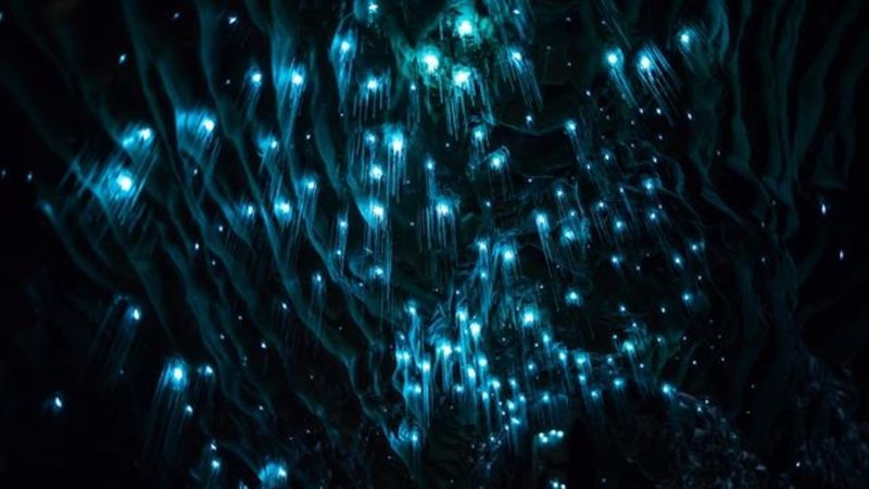 Glowworms Are Bioluminescent