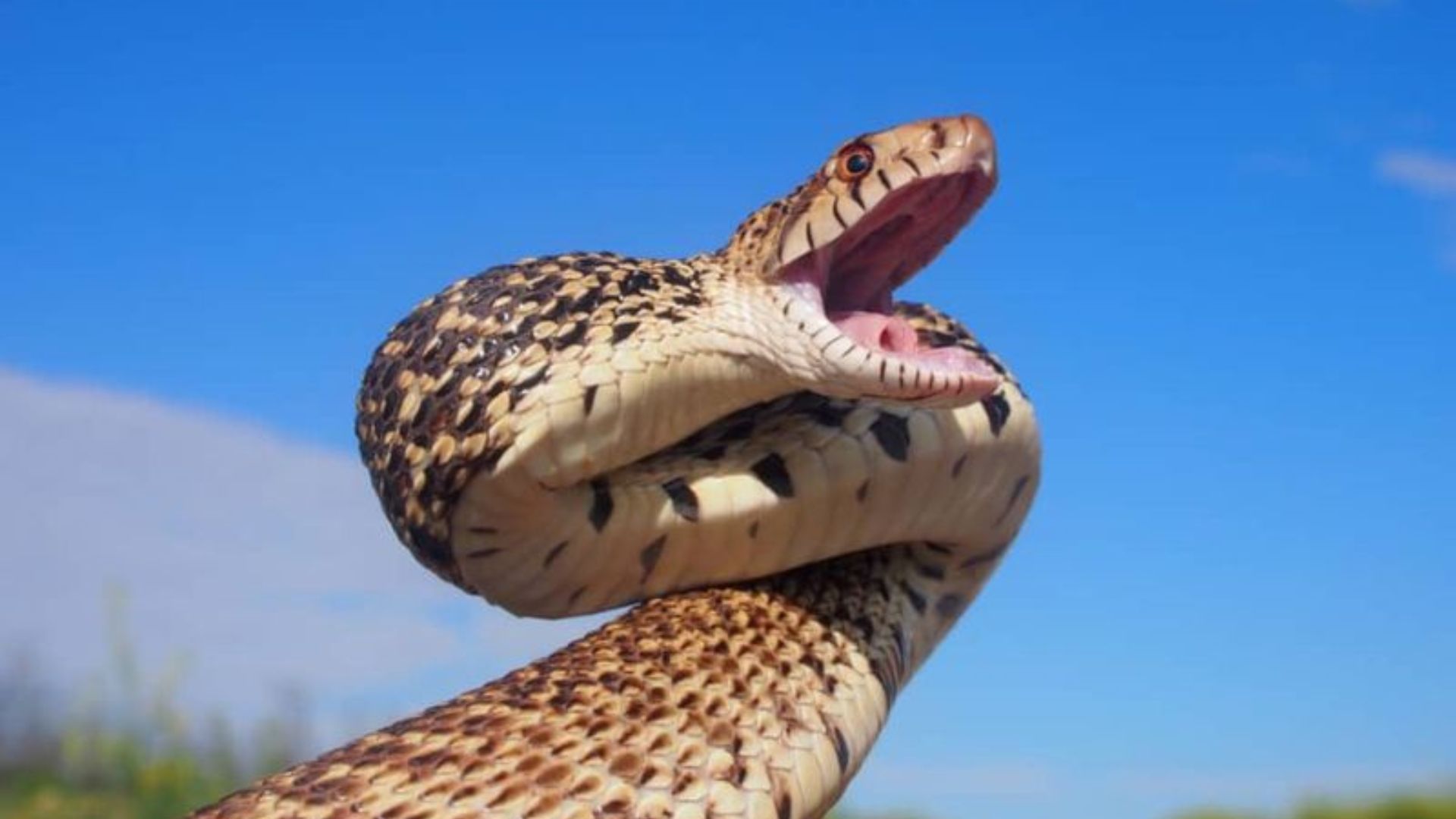 These Giant Texas Snakes Can Grow Over 8 Feet Long