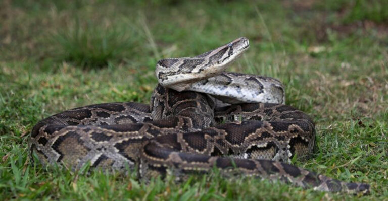 These Giant Texas Snakes Can Grow Over 8 Feet Long