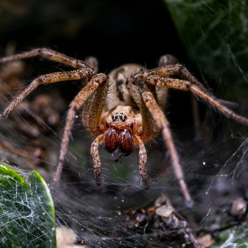 Carolina Wolf Spider