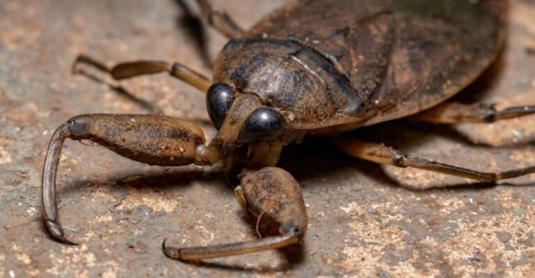 These Huge North Carolina Bugs Look Straight Out Of A Horror Movie