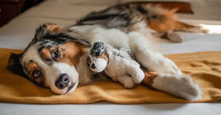 These U.S. States Spend The Most On Their Pets Every Year