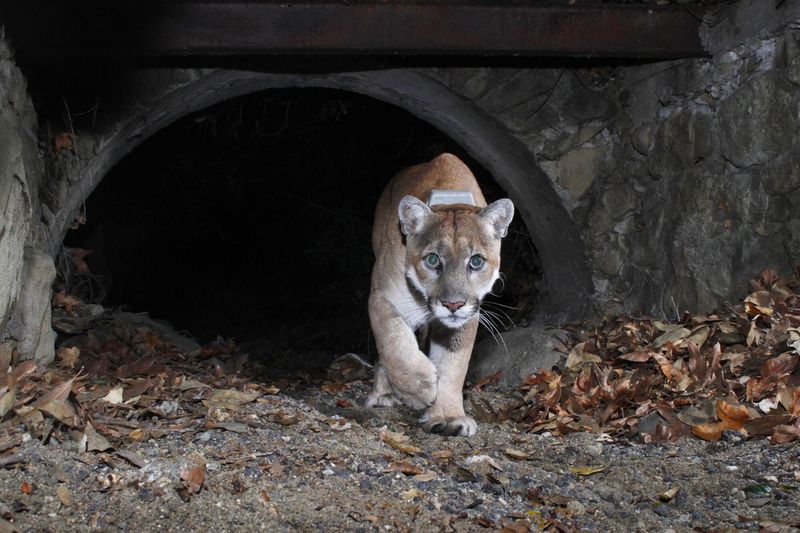 Pets Are At Risk-Especially At Night