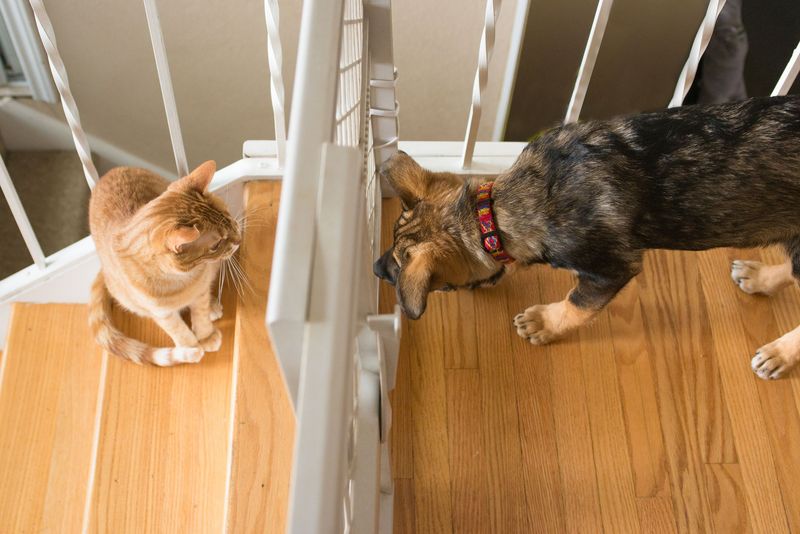 They're Feeling Territorial