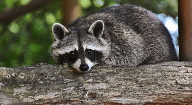 Raccoons Have A Right To Coexist