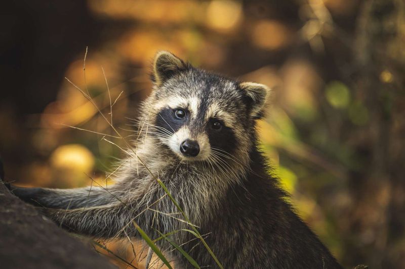 Raccoons Are Important For Reducing Food Waste
