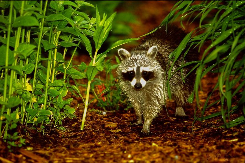 Raccoons Are Not As Dangerous As Perceived