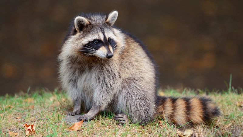 Raccoons Are Part Of The Local Wildlife Heritage