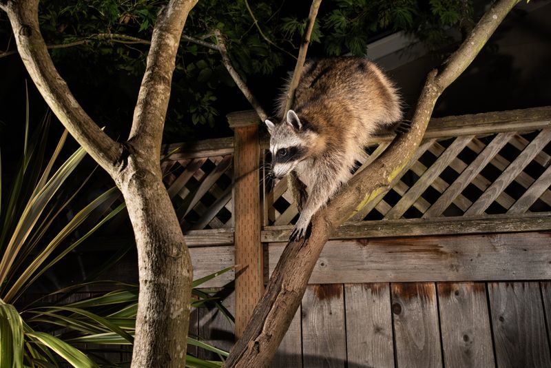 Raccoons Are A Natural Part Of The Urban Landscape