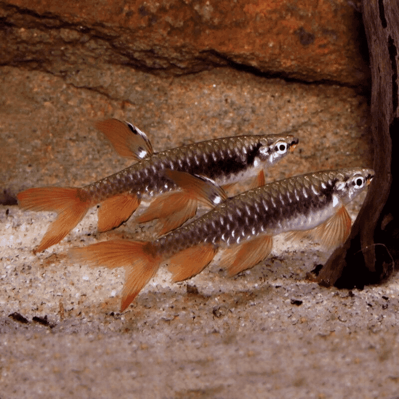 Adapted To Flooded Habitats