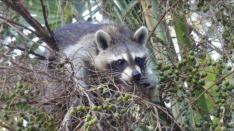 Raccoons Help With Seed Dispersal