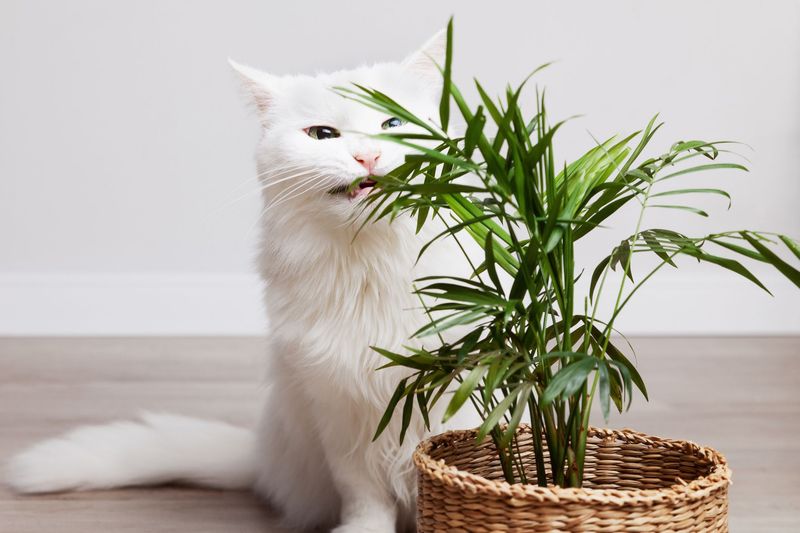 Lilies And Other Toxic Plants