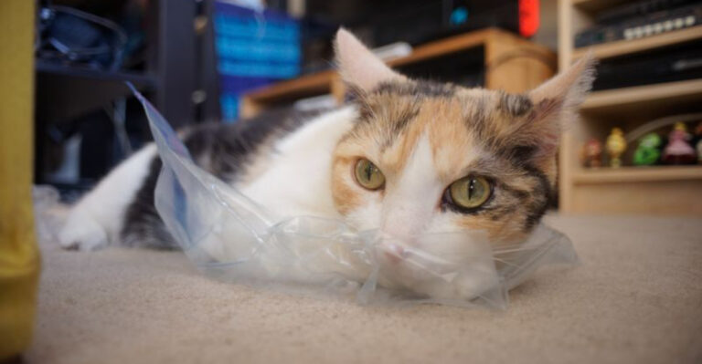 Think Your Home Is Cat-Safe? These 15 Hazards Might Prove You Wrong