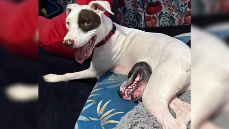 bizarre photo of a dog