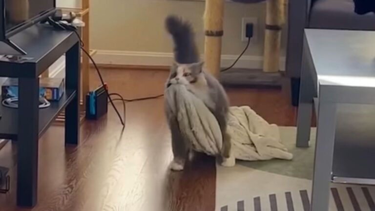 funny cat