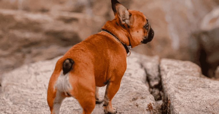 This Dog Breed Is Taking Over L.A. And It’s Not The One You Think