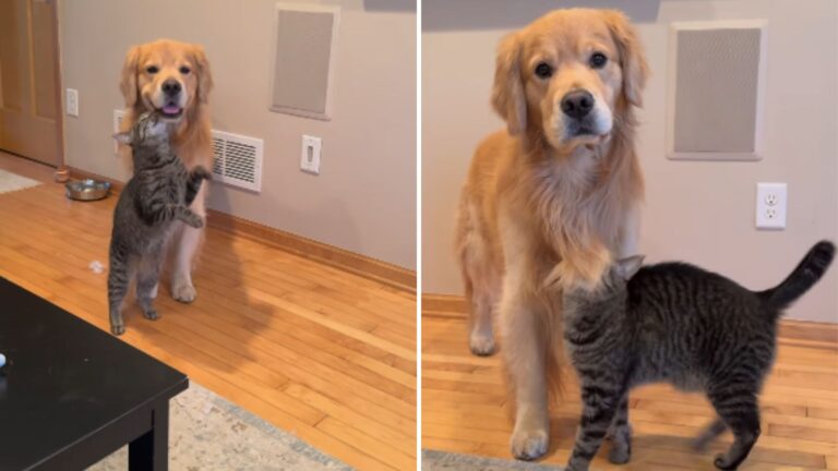 dog and cat