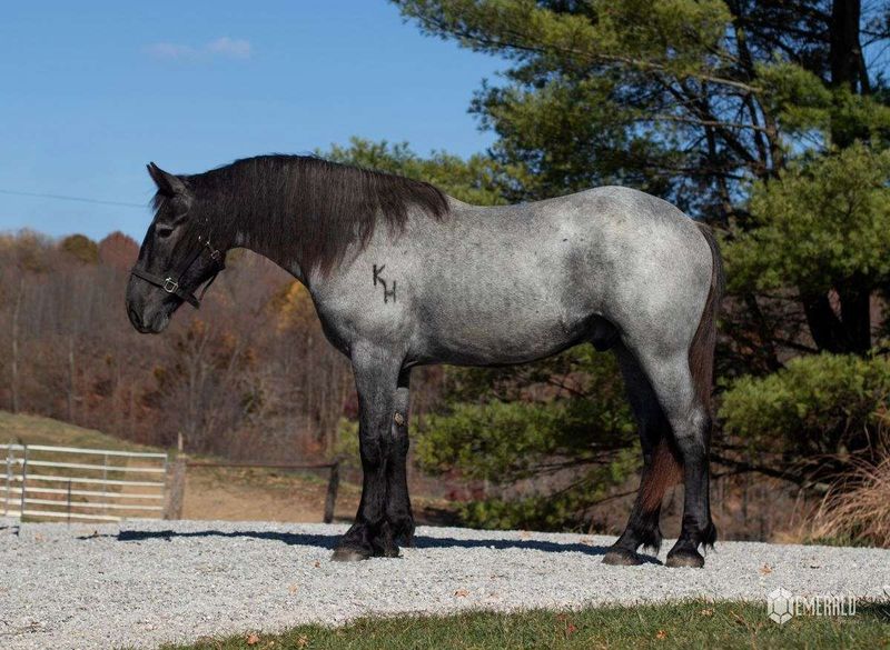 Percheron