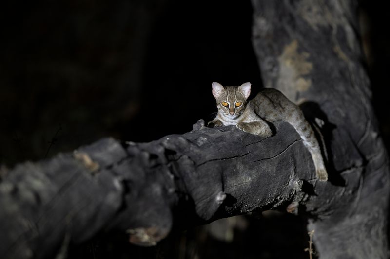 Conservation Efforts