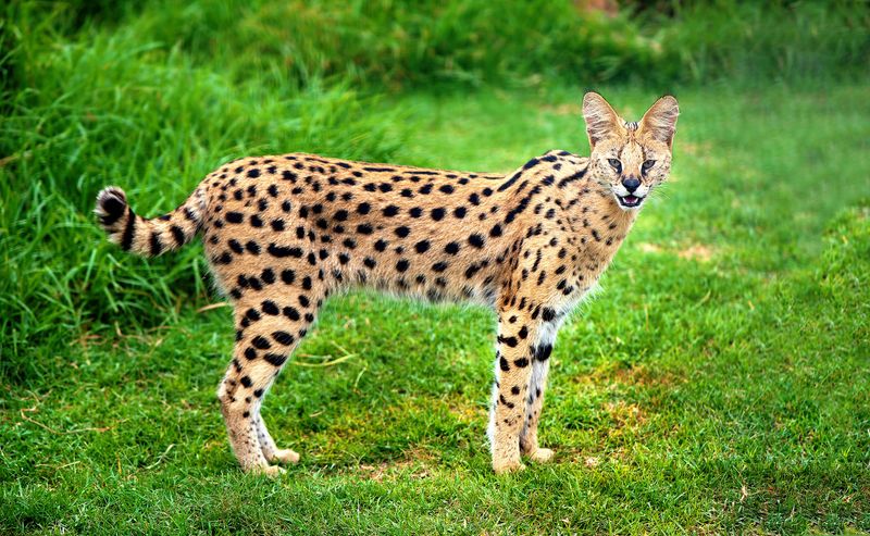 Savannah Cat