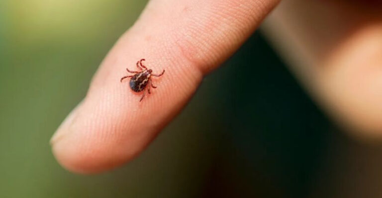 Ticks Are Taking Over City Parks But Here’s How To Avoid Them