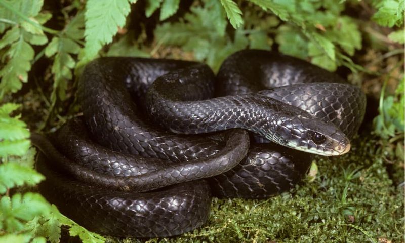 Black Racer