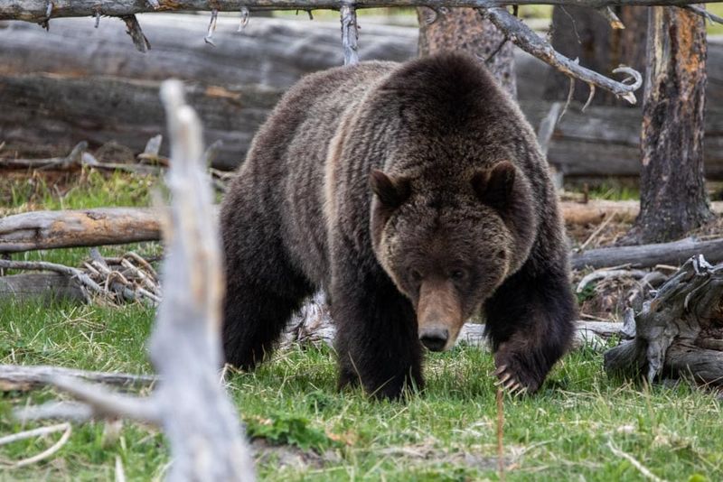 Yellowstone Grizzly Bear