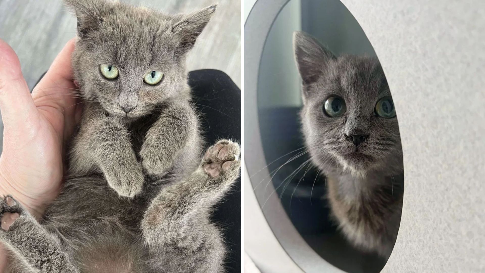 Timid North Carolina Kitten Feels At Home The Moment She Steps Inside