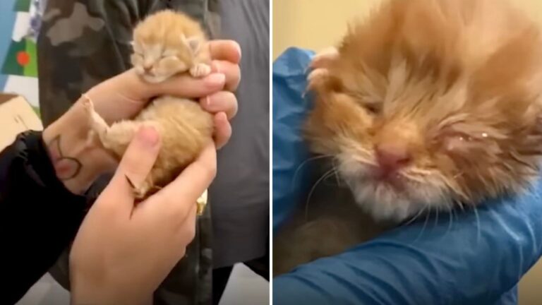 Tiny California Kitten Faces Fatal Virus After Being Abandoned In Tissue Box