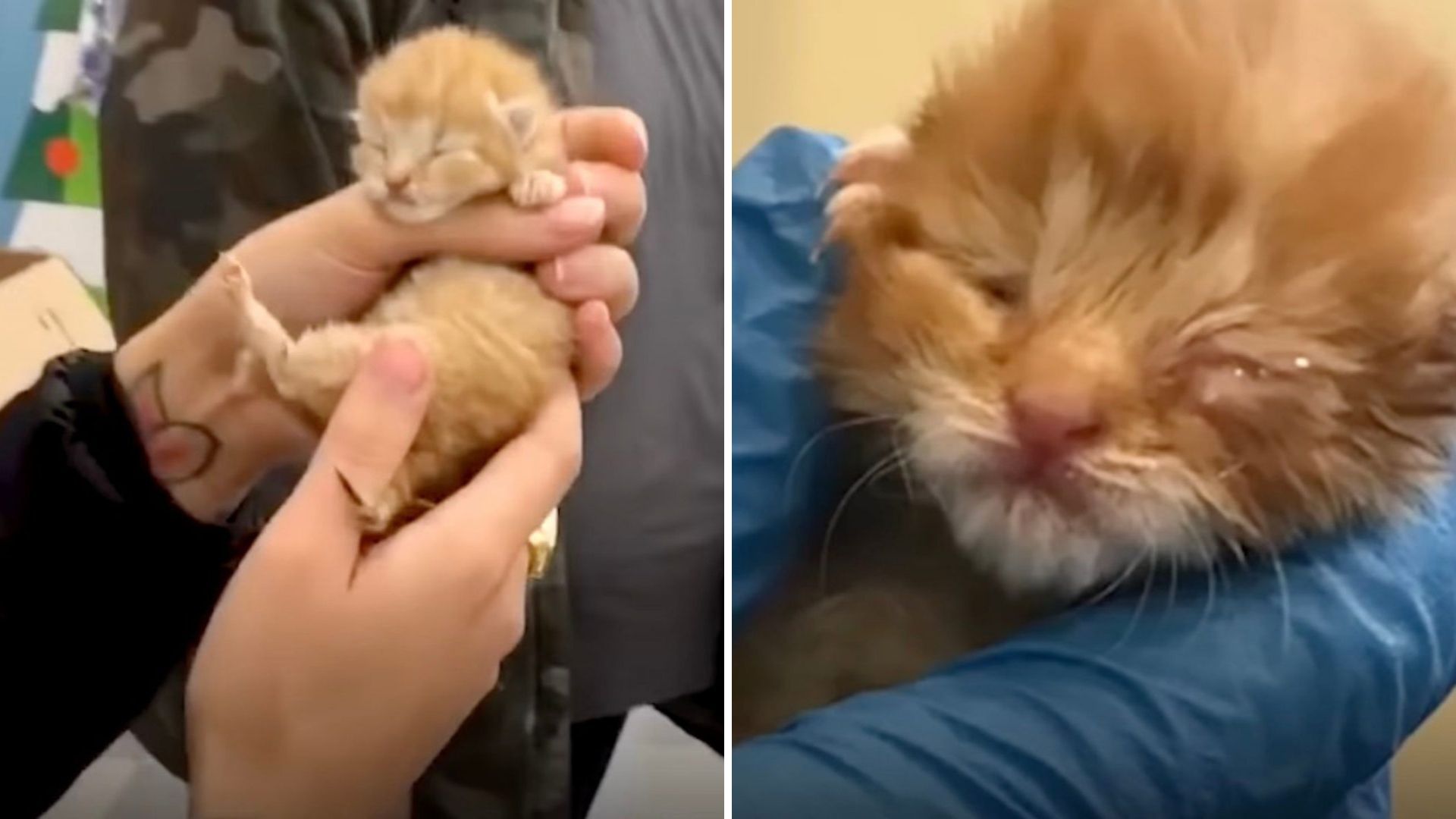 Tiny California Kitten Faces Fatal Virus After Being Abandoned In Tissue Box