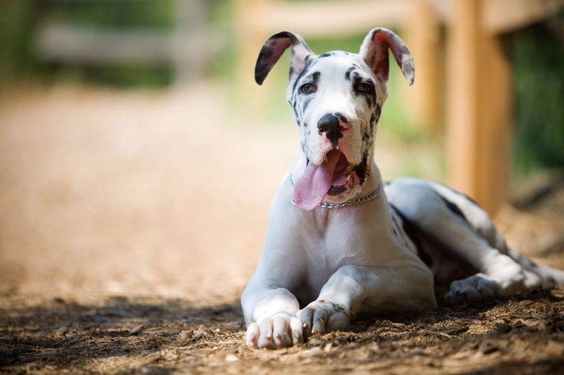 Surprisingly, Great Danes Love Florida Living