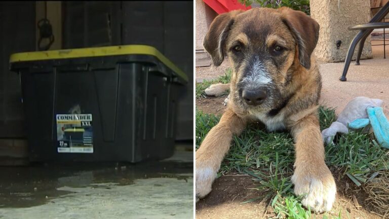 Tiny Nose Peeks Out Of A Box At Las Vegas Walmart, Leaving Staff Stunned