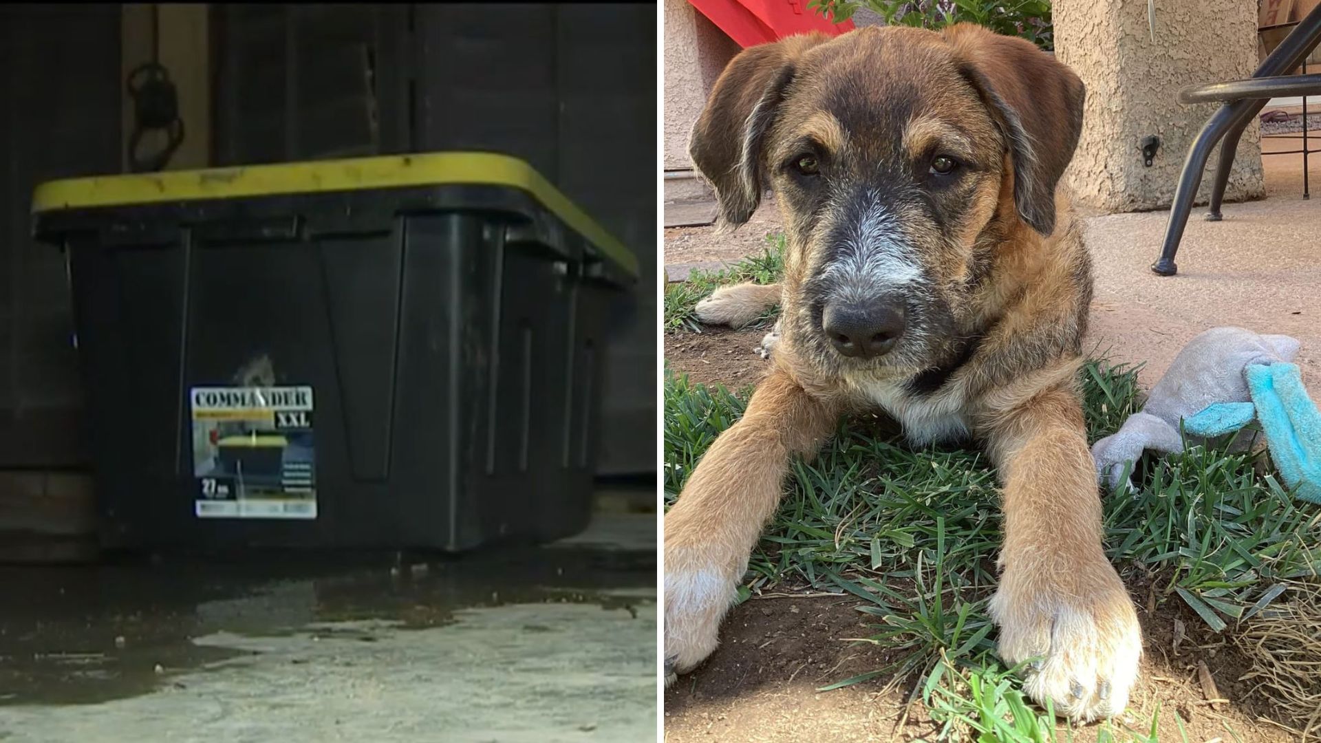 Tiny Nose Peeks Out Of A Box At Las Vegas Walmart, Leaving Staff Stunned