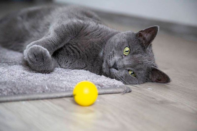 Russian Blue