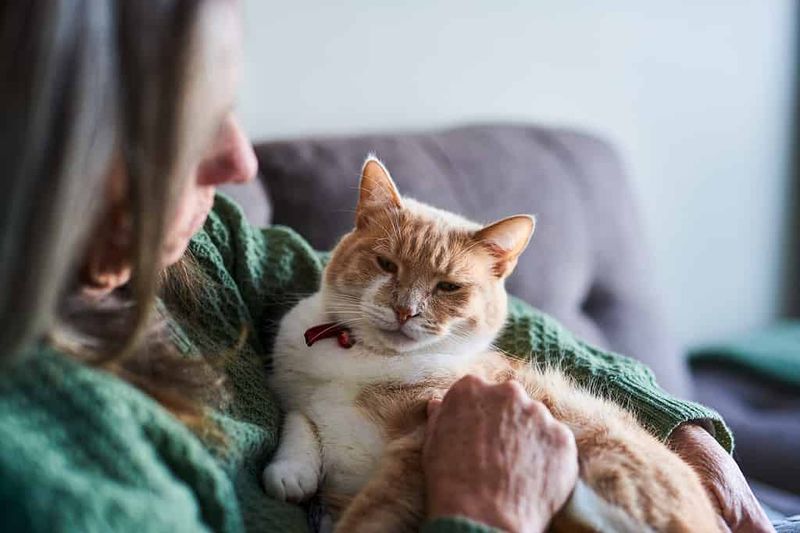Unfamiliar People And Pets