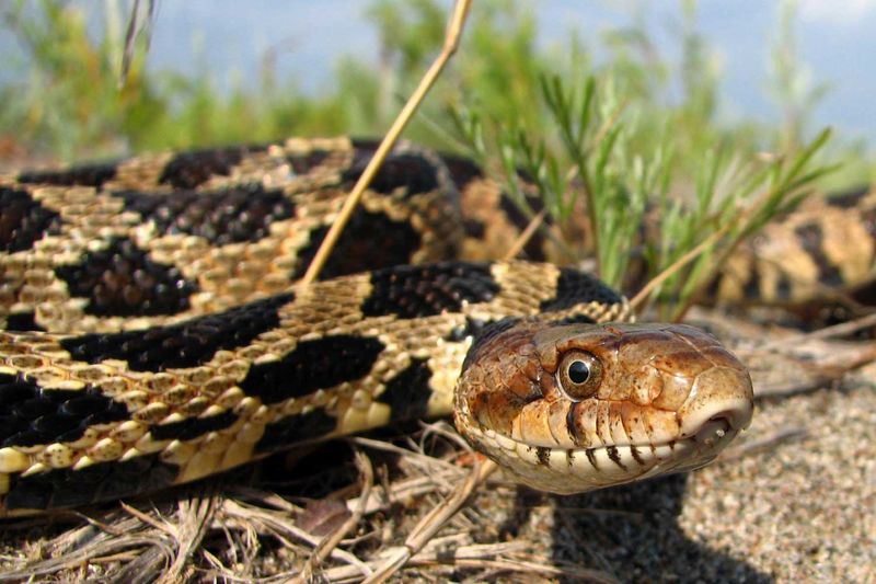 Snakes Are Slimy