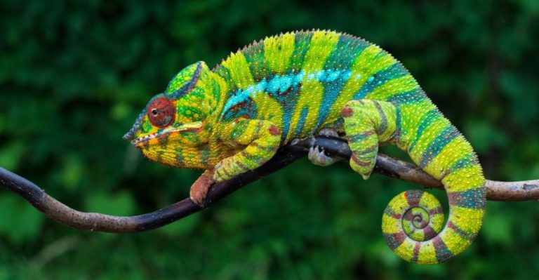 Top 10 Animal Myths Americans Still Believe And Why They’re Wrong