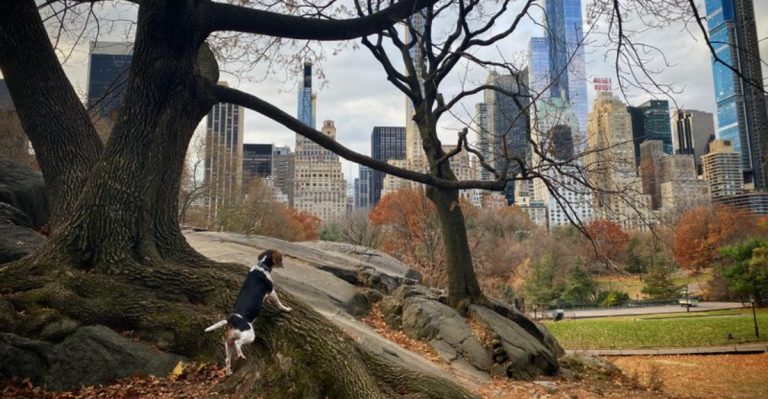 Top 10 Most Dog-Friendly U.S. Cities For 2025
