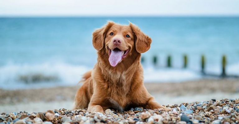 Top 10 U.S. Cities Where Pets Live The Longest And Healthiest