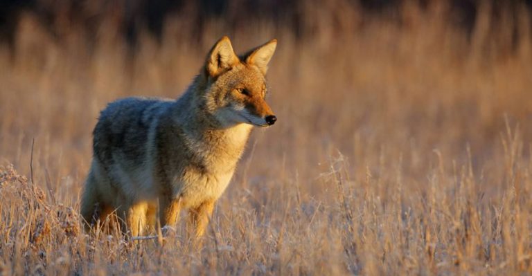 Top 12 U.S. States With The Largest Coyote Populations