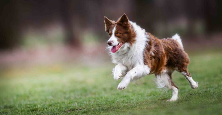 Top 7 U.S. Cities Where Dogs Have The Most Freedom