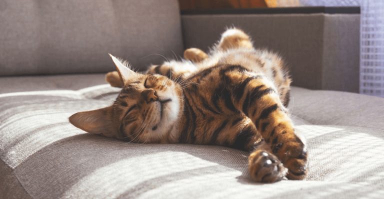 Top 8 States Where Cats Outnumber Dogs And Why