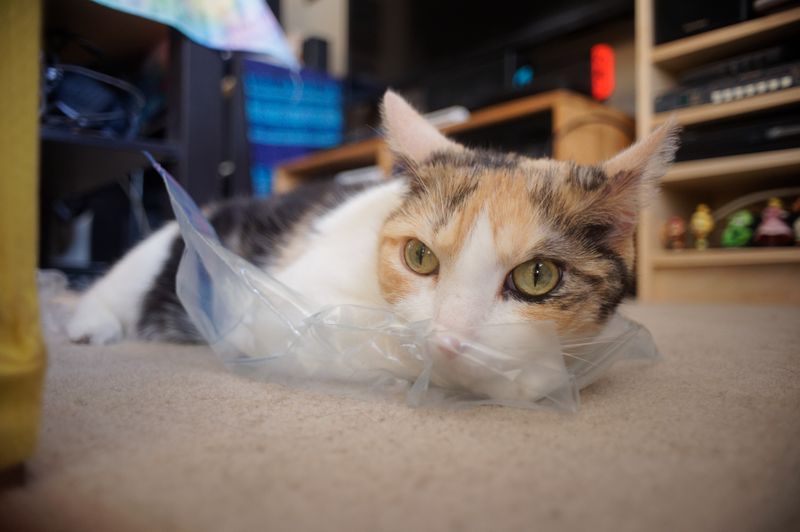 Plastic Bags And Packaging