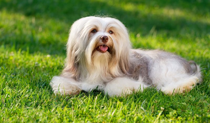 Havanese