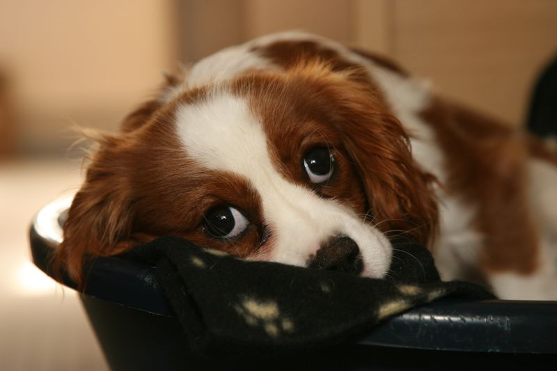 Cavalier King Charles Spaniel