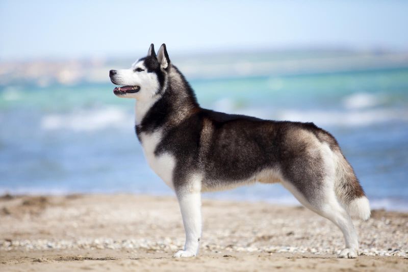 The Husky As A Symbol Of Trendy California Living