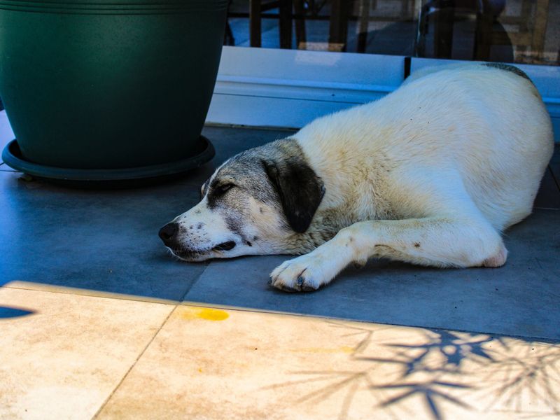Trick #2: Keep Your Dog In The Shade