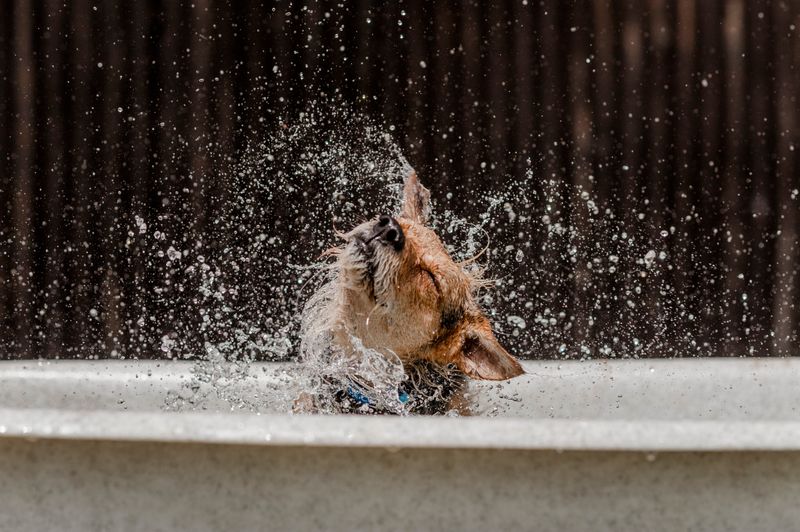 Trick #5: Avoid The Heat Of The Day For Walks