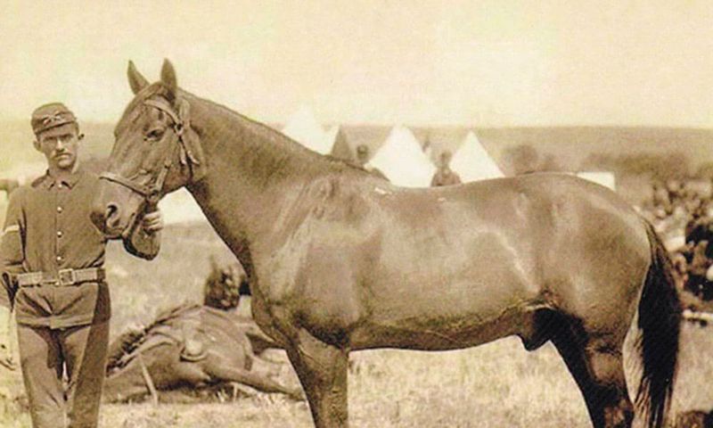 Comanche: The Survivor Of Little Bighorn