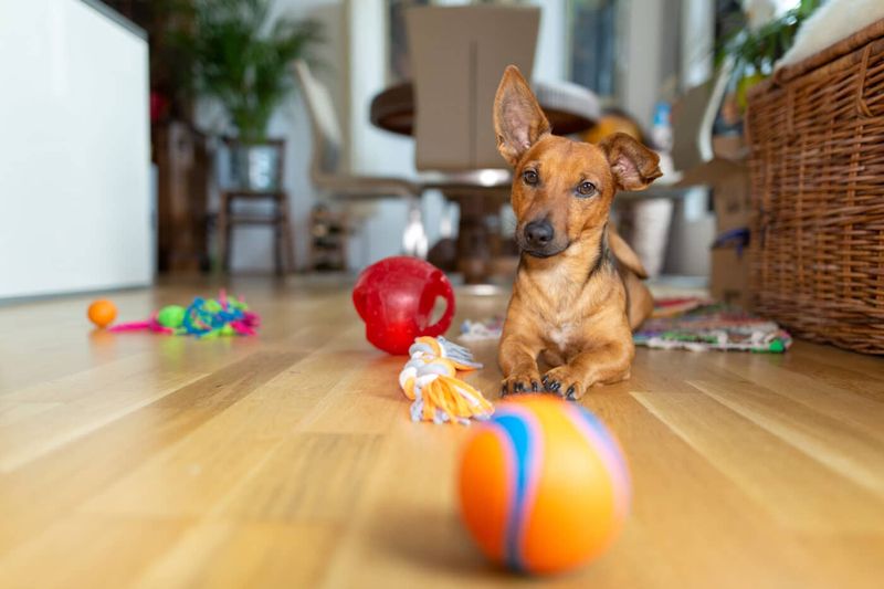 Distract With Treats And Toys